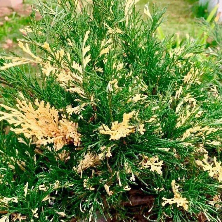 Можжевельник казацкий «Вариегата» (Variegata) — фото 2