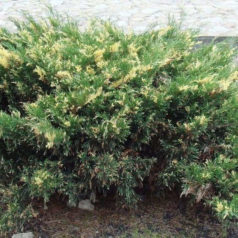 Можжевельник казацкий «Вариегата» (Variegata)