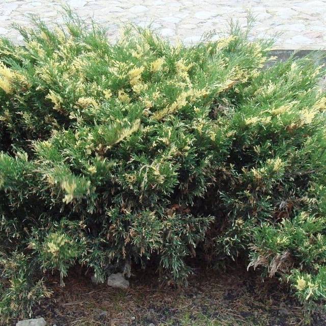 Можжевельник казацкий «Вариегата» (Variegata)