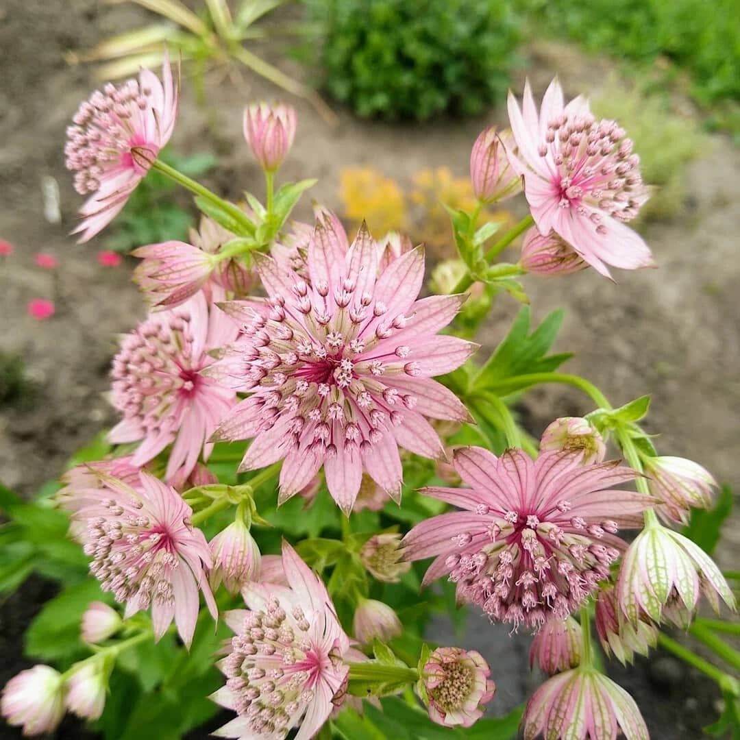 Астранция «Розеа» (Rosea) — фото 2