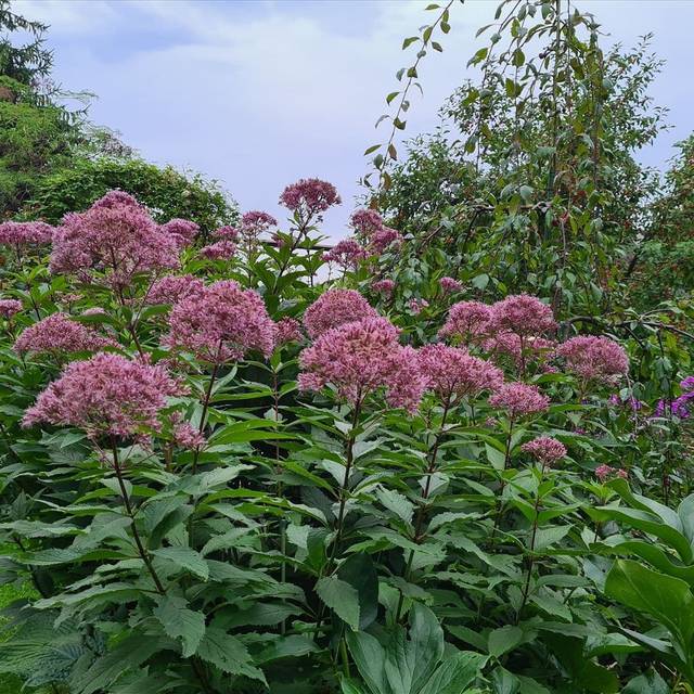 Посконник (Eupatorium)