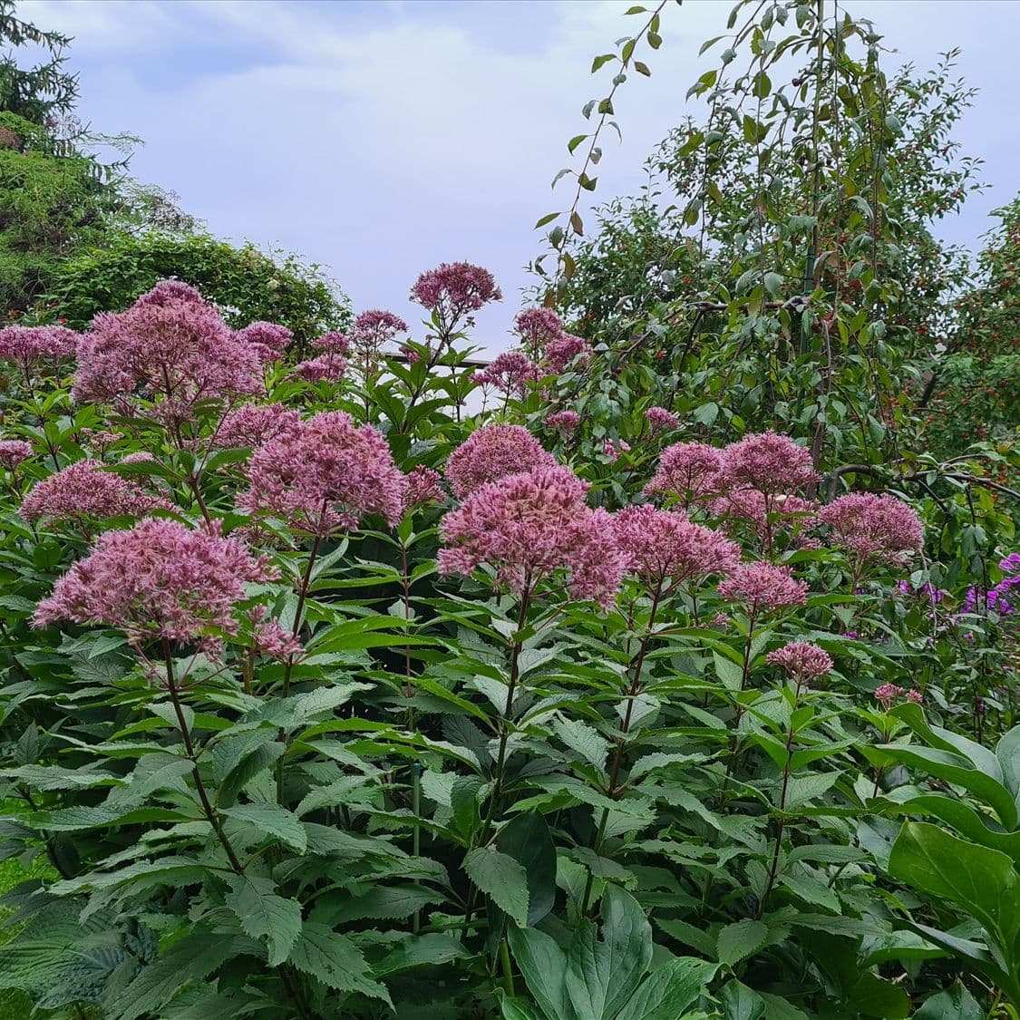 Посконник (Eupatorium)