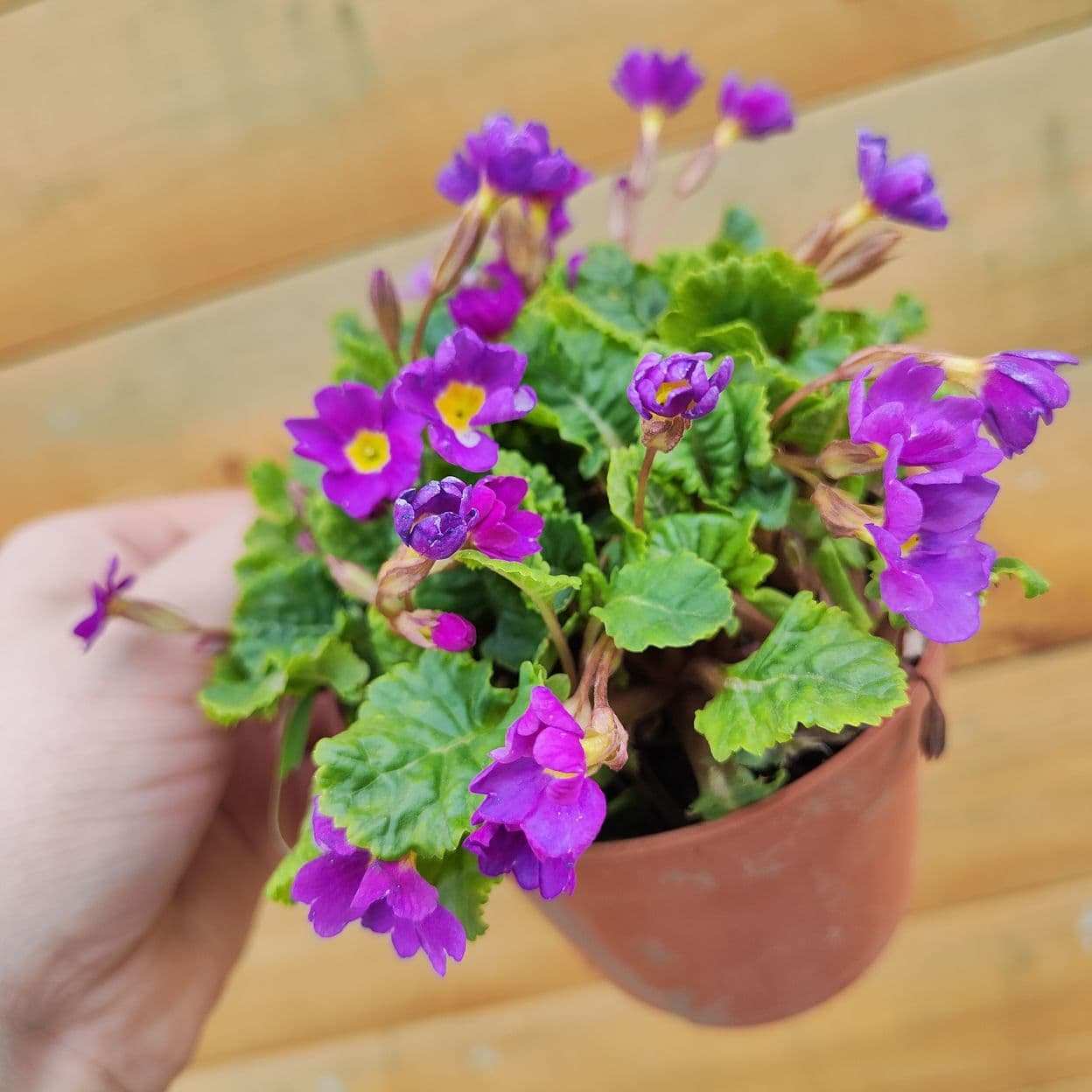 Примула Юлии (Primula juliae)