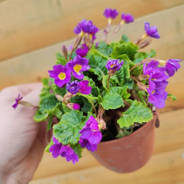 Примула Юлии (Primula juliae)