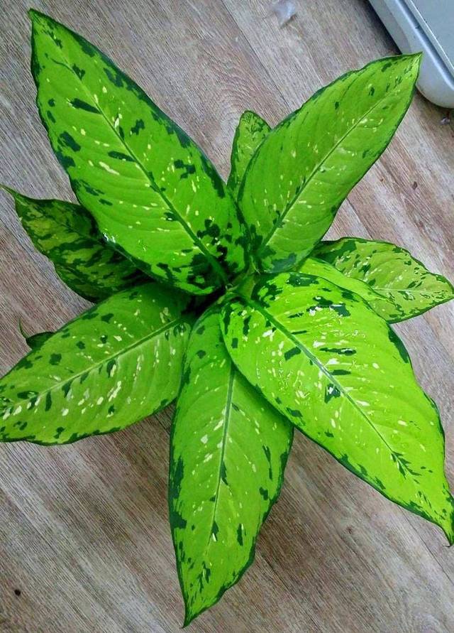 Диффенбахия баузе (Dieffenbachia bausei)