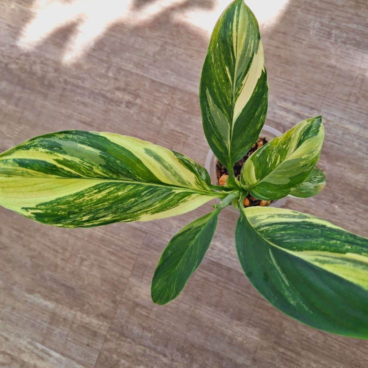 Спатифиллум «Сенсейшн Триколор Вариегата» (Sensation Tricolor Variegated) — фото 2
