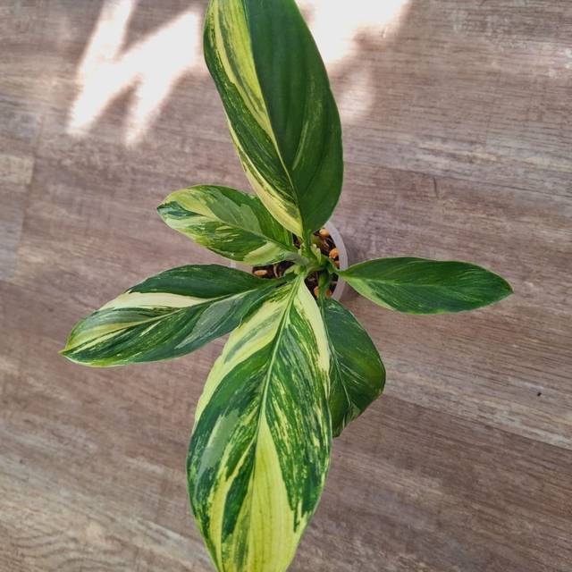 Спатифиллум «Сенсейшн Триколор Вариегата» (Sensation Tricolor Variegated)