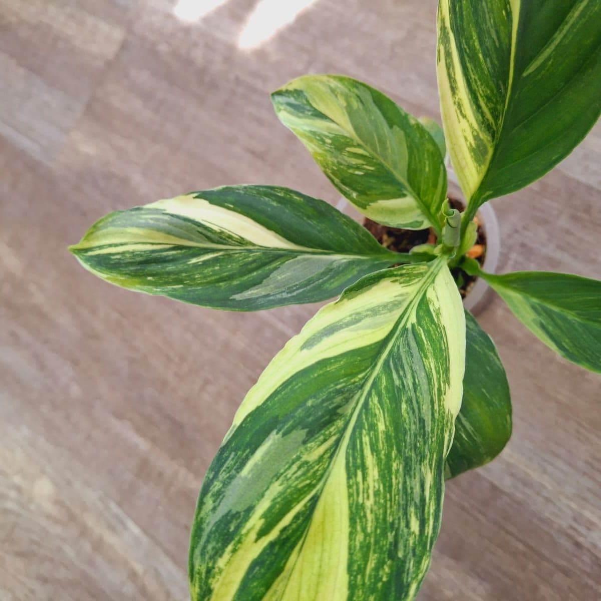 Спатифиллум «Сенсейшн Триколор Вариегата» (Sensation Tricolor Variegated) — фото 3