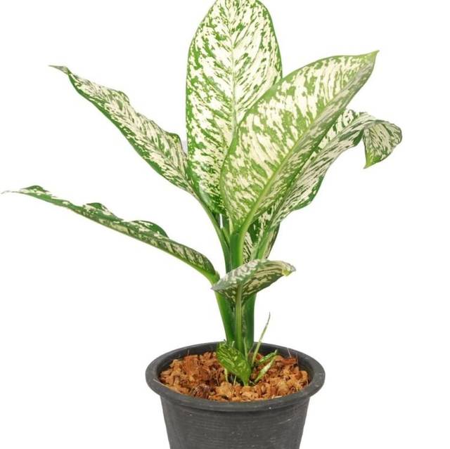 Диффенбахия «Вайт Этна» (White Etna)