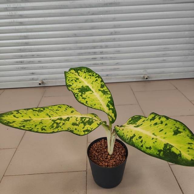 Диффенбахия «Банана» (Banana)