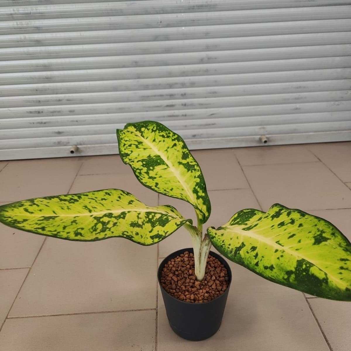 Диффенбахия «Банана» (Banana)