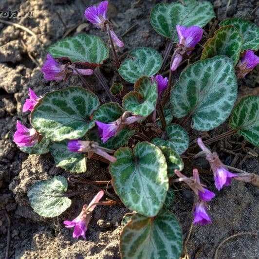 Фиалка корейская (Viola mandshurica)