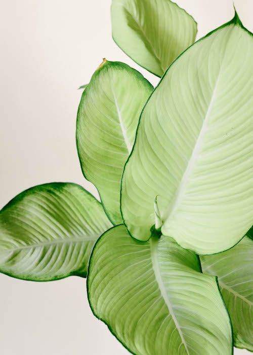 Диффенбахия «Тропик Марианна» (Tropic Marianne) — фото 2