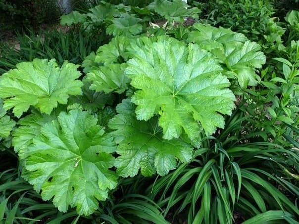 Дармера щитовидная (Darmera peltata) — фото 3