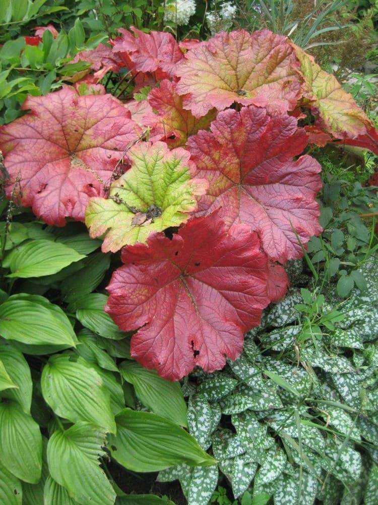Дармера щитовидная (Darmera peltata) — фото 2