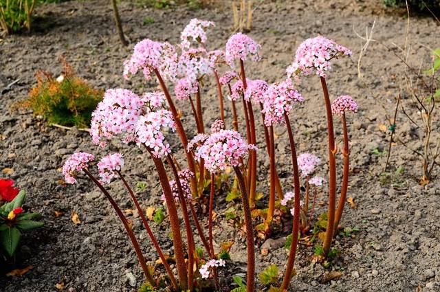 Дармера щитовидная (Darmera peltata)
