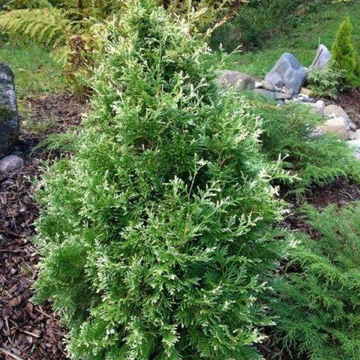 Туя западная «Хозери Вариегата» (Hoseri Variegata)