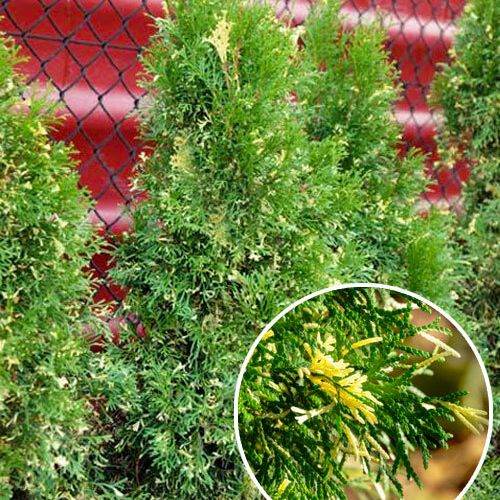 Туя западная «Хозери Вариегата» (Hoseri Variegata) — фото 2