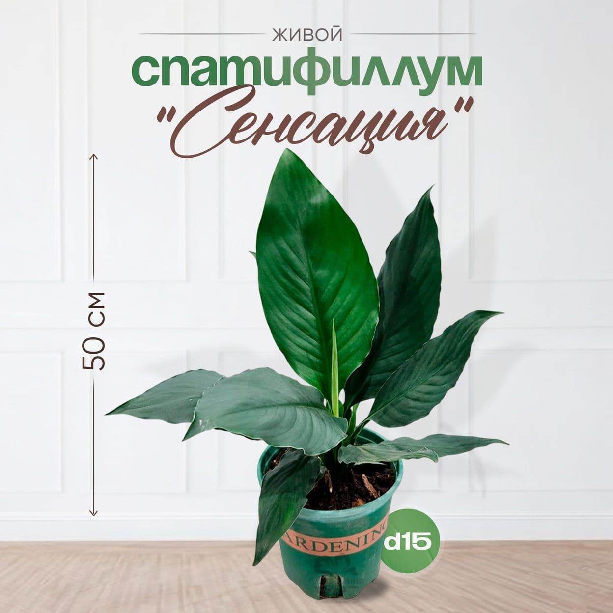 Спатифиллум «Сенсация» — фото 2