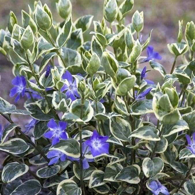 Барвинок большой «Вариегата» (Variegata)