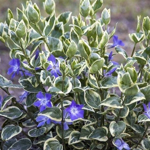 Барвинок большой «Вариегата» (Variegata)