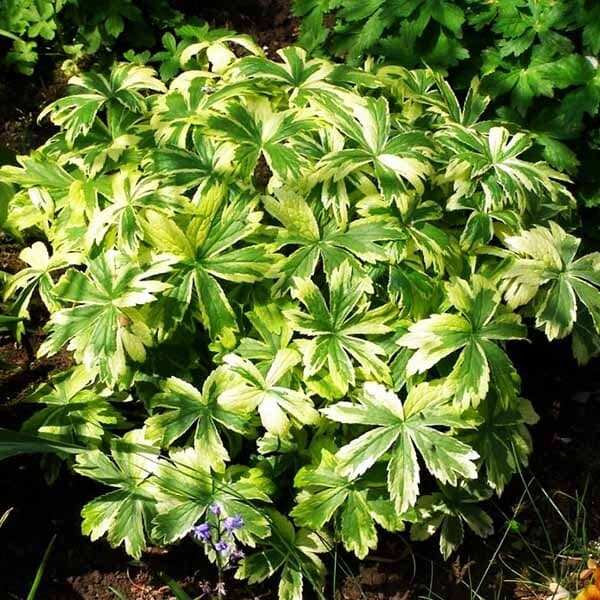 Астранция вариегатная (Sunningdale Variegated)