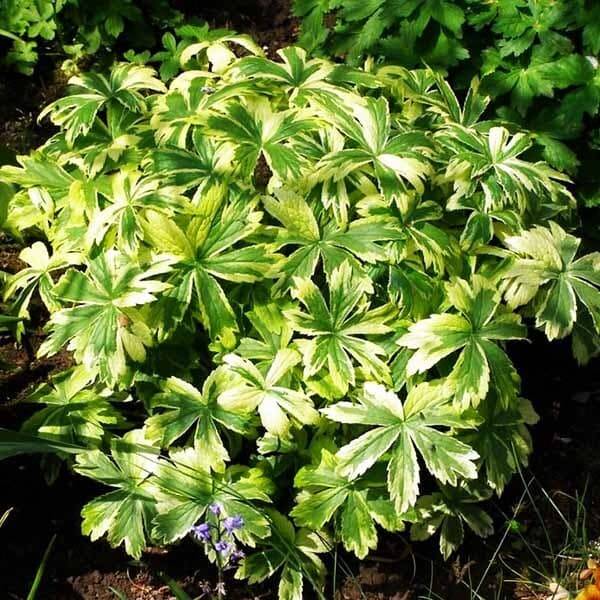 Астранция вариегатная (Sunningdale Variegated)