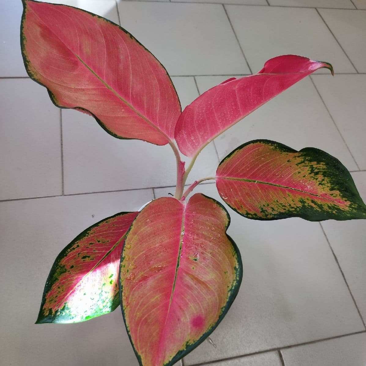 Аглаонема «Фламинго» (Flamingo)