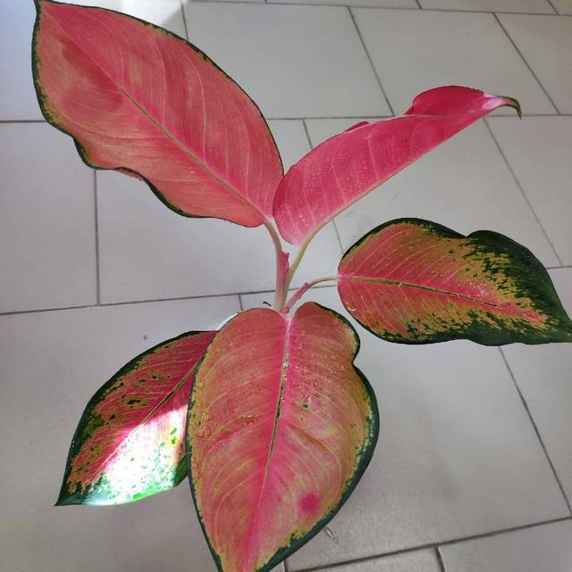 Аглаонема «Фламинго» (Flamingo)