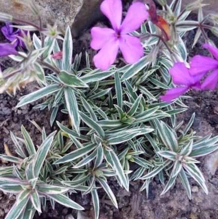 Флокс шиловидный «Вариегата» (Variegata)