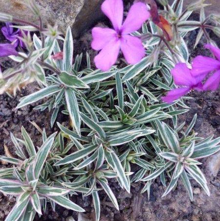 Флокс шиловидный «Вариегата» (Variegata)