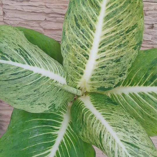Диффенбахия «Барами Сети Вариегата» (Baramee Sethee Variegata)