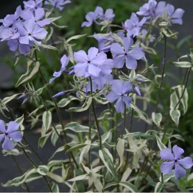 Флокс растопыренный «Вариегата» (Variegata)