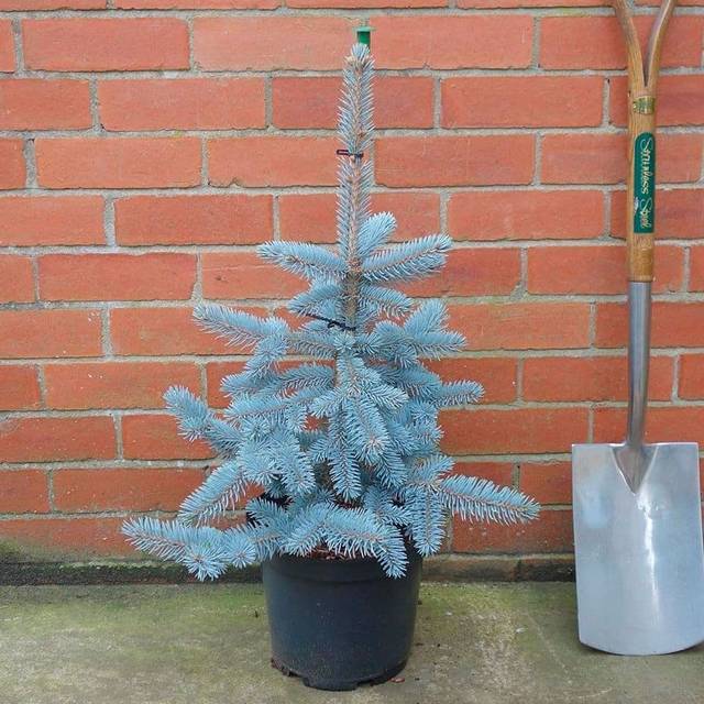 Ель «Хупси» (Hoopsii)