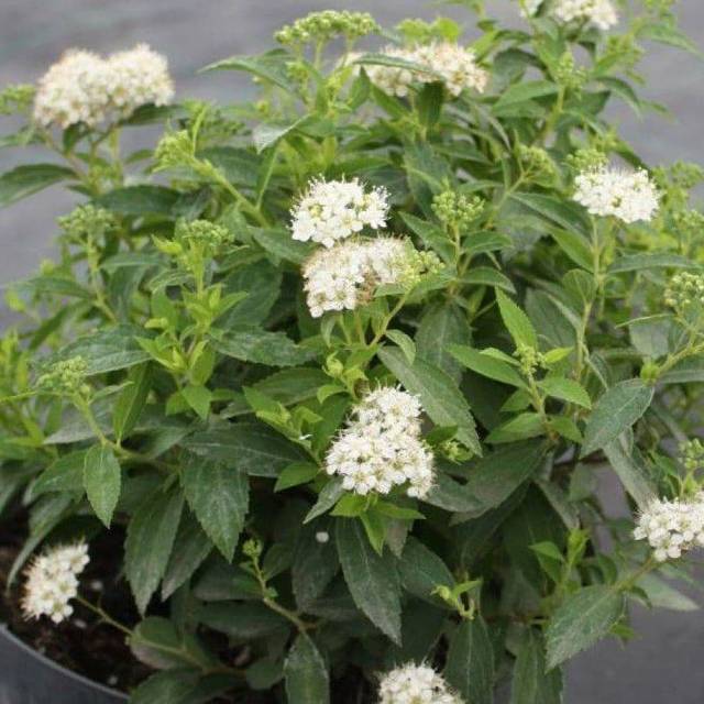 Спирея японская «Альбифлора» (Albiflora)