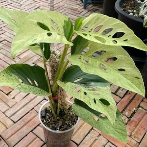 Монстера «Ланиата Минт» вариегатная (Laniata Mint Variegated)